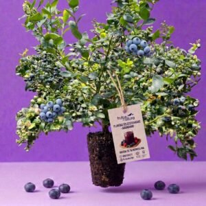 Planta de Arándano en Producción - Variedad Emerald (3 Años)
