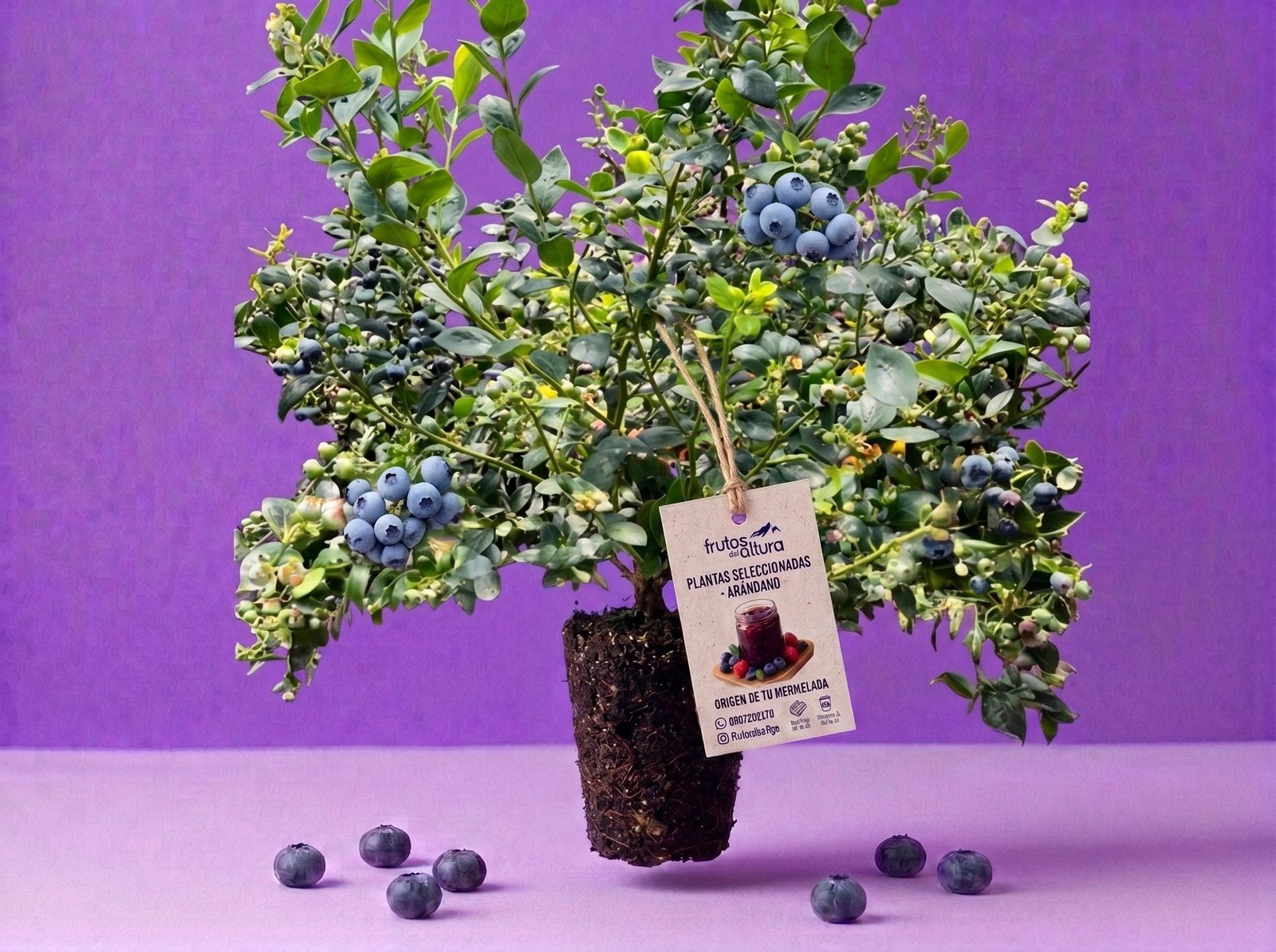 Planta de Arándano en Producción - Variedad Emerald (3 Años)